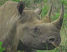 Black Rhino South Africa