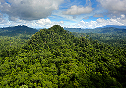 ariel view of sabah forest