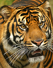 Tiger Recovery Efforts World Bank