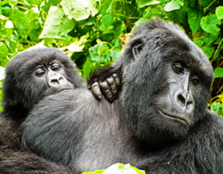 Virunga gorillas