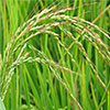 weedy rice
