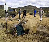 White Rhinoceros South Africa