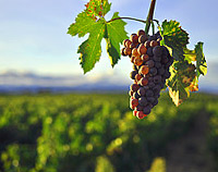 Wine Grapes Climate Change