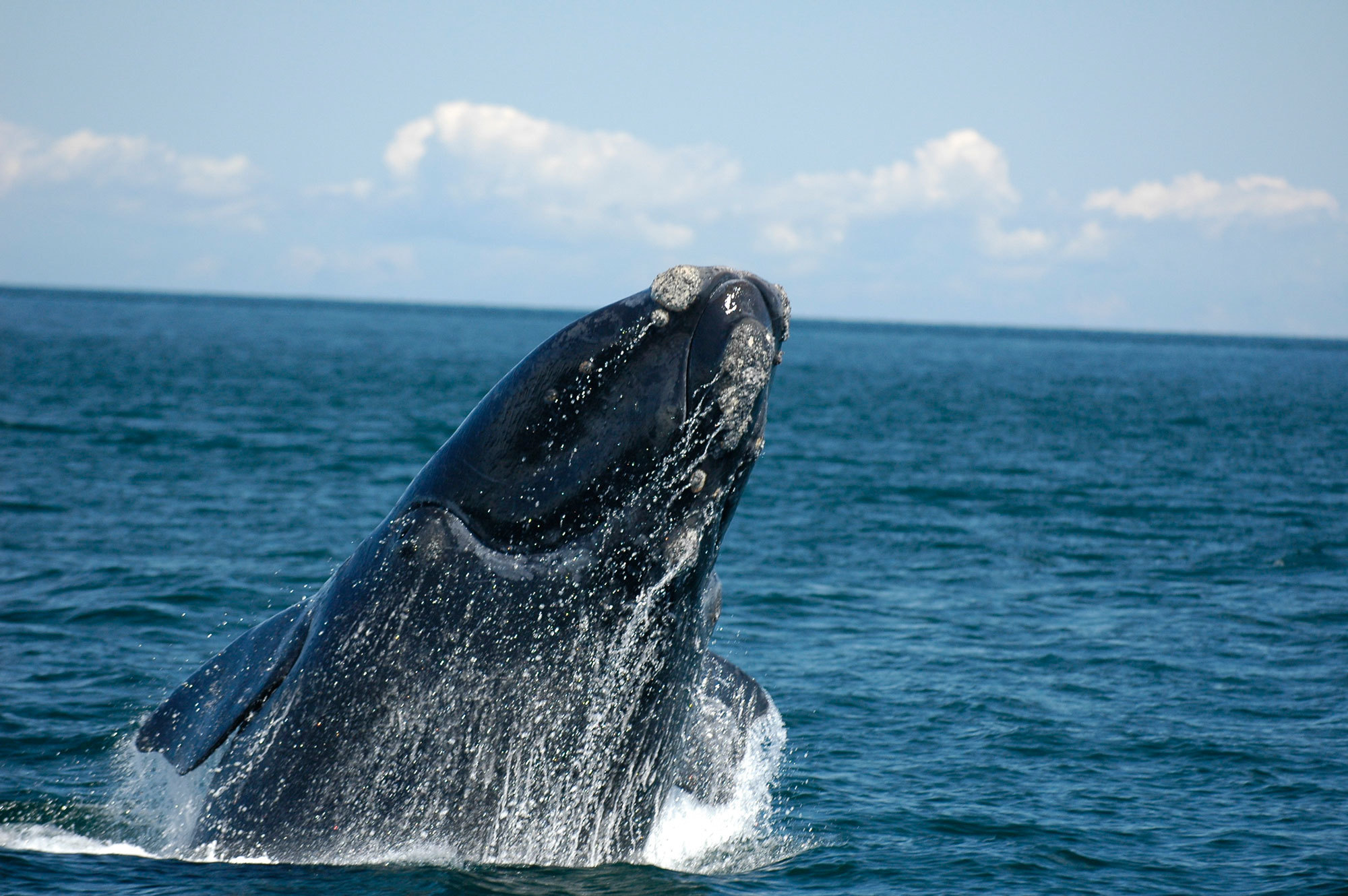 Already On Brink Right Whales Are Pushed Closer To The Edge Yale E