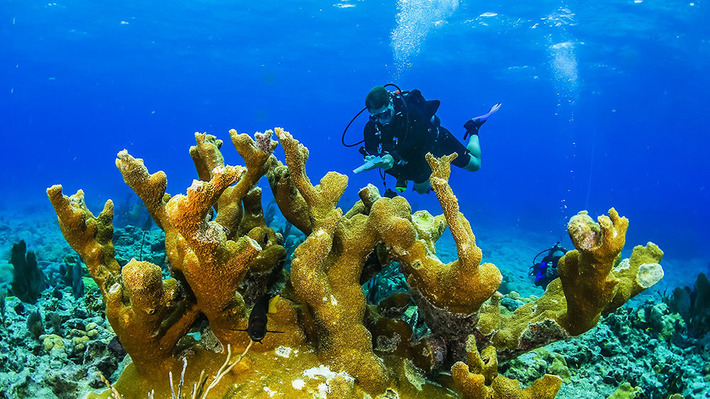 photo of As Disease Ravages Coral Reefs, Scientists Scramble for Solutions image