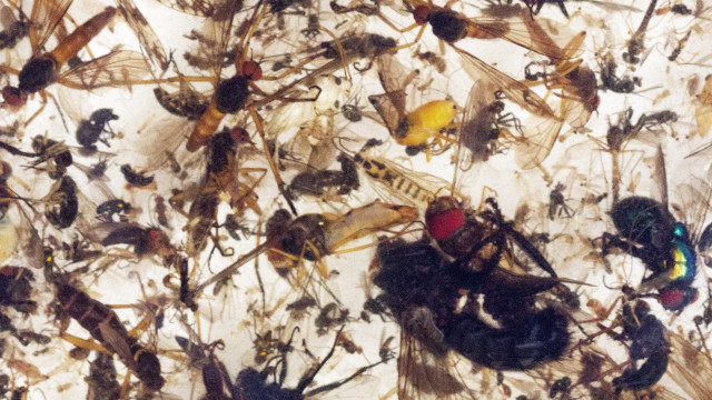 Three-Decade Survey Shows Drastic Decline in Insect Populations - Yale E360