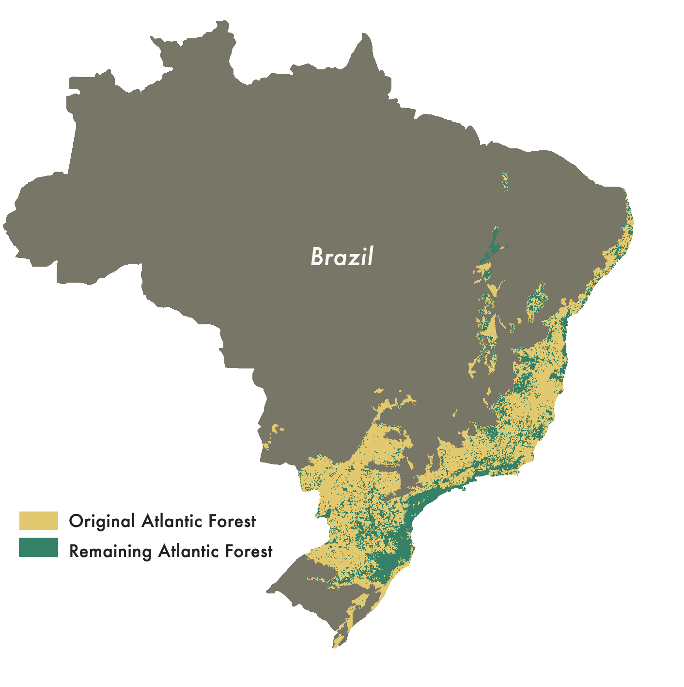 How Indigenous People Are Restoring Brazil's Atlantic Forest