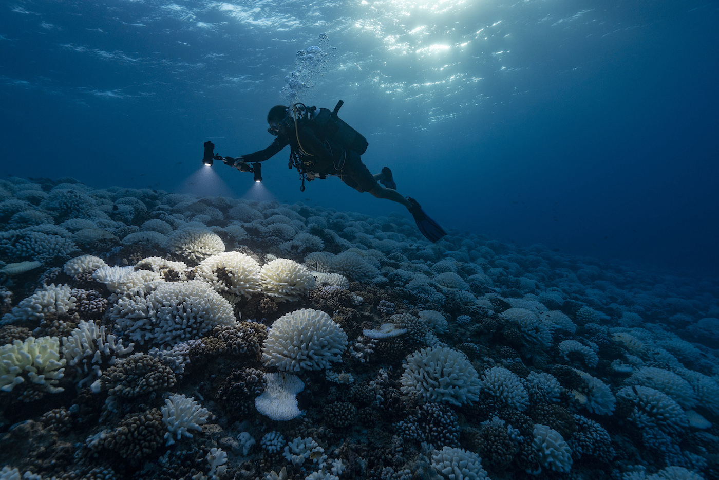 Artificial coral reefs showing early signs they can mimic real reefs killed  by climate change – new research