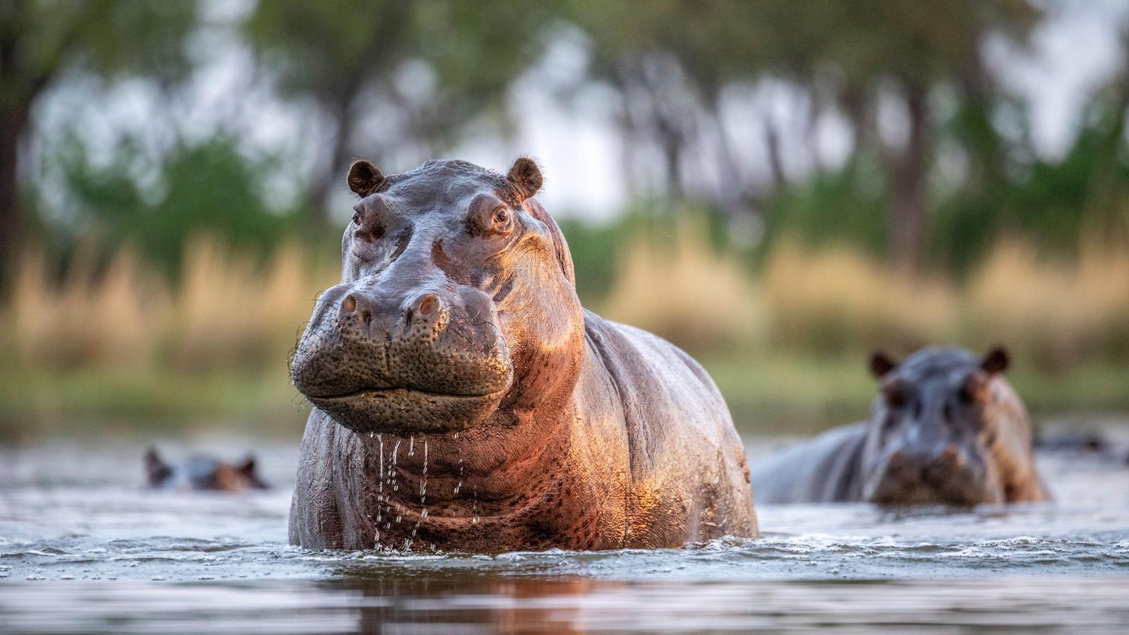 Botswana Hippos Alamy Small 