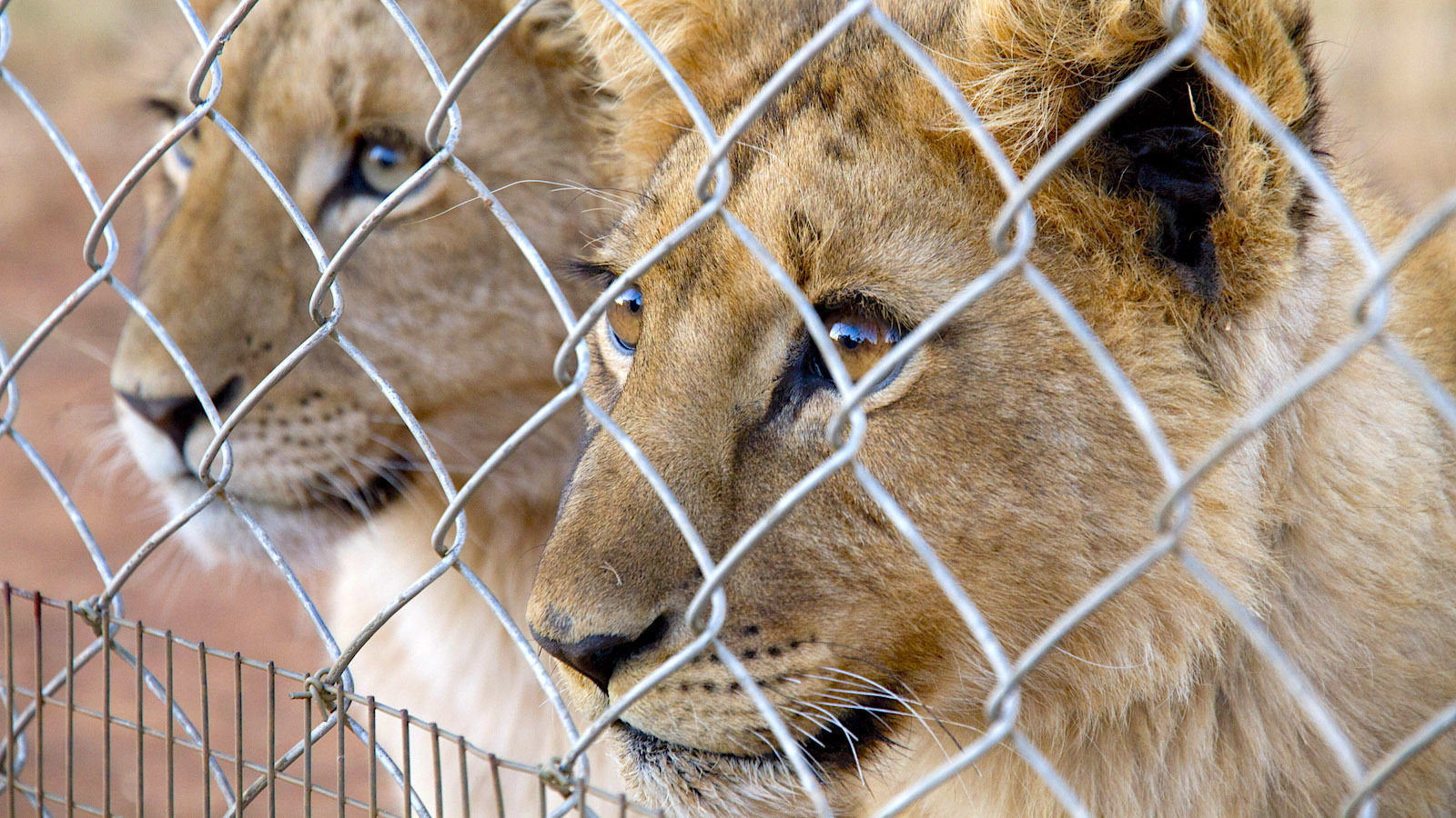 Let's look at Lions - Learn about the African Lion