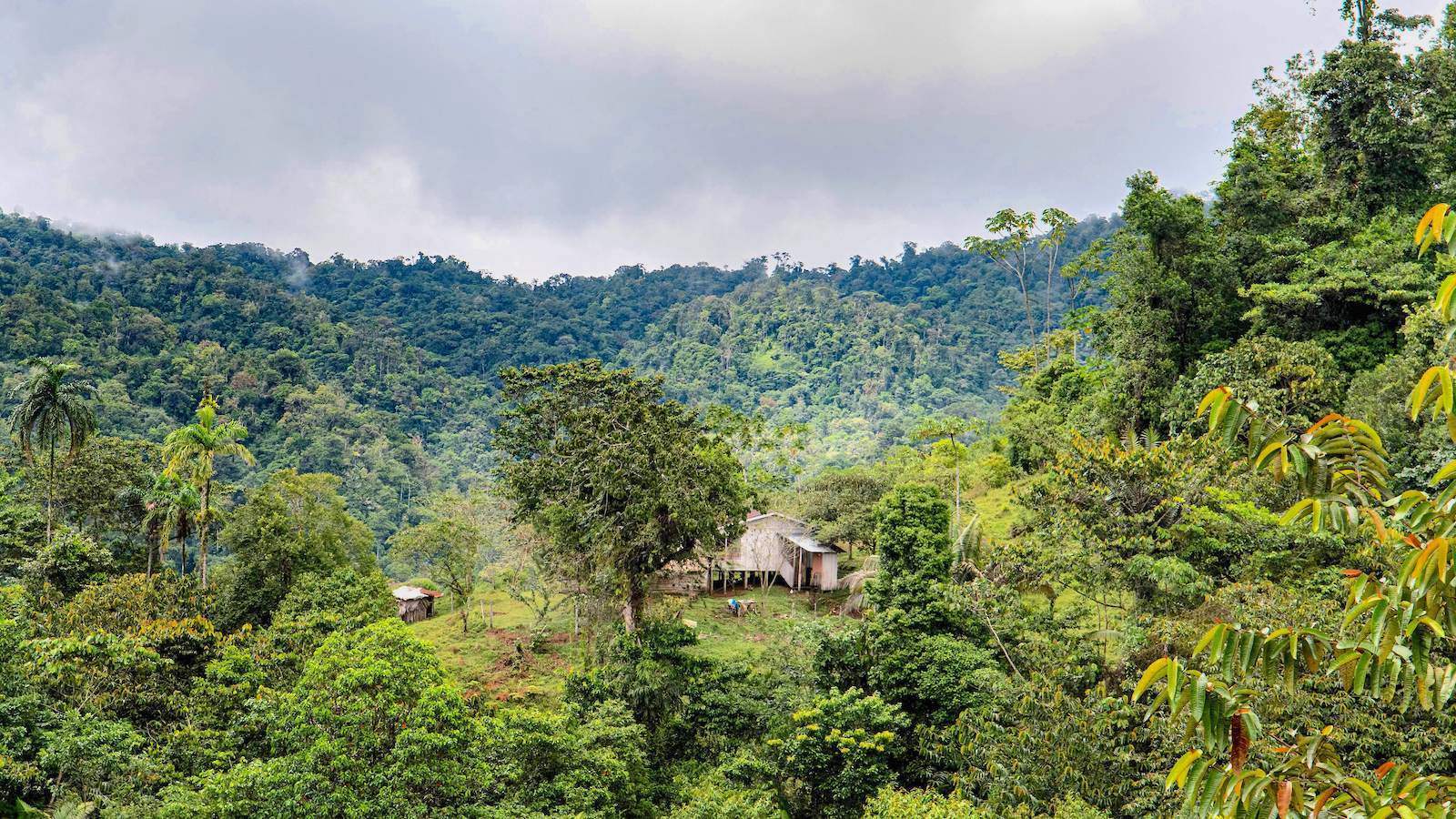 Lauded as Green Model, Costa Rica Faces Unrest in Its Forests