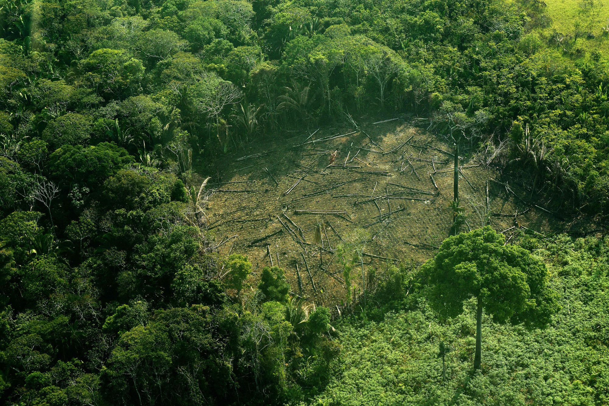 Conflicting Data: How Fast Is the World Losing its Forests? - Yale
