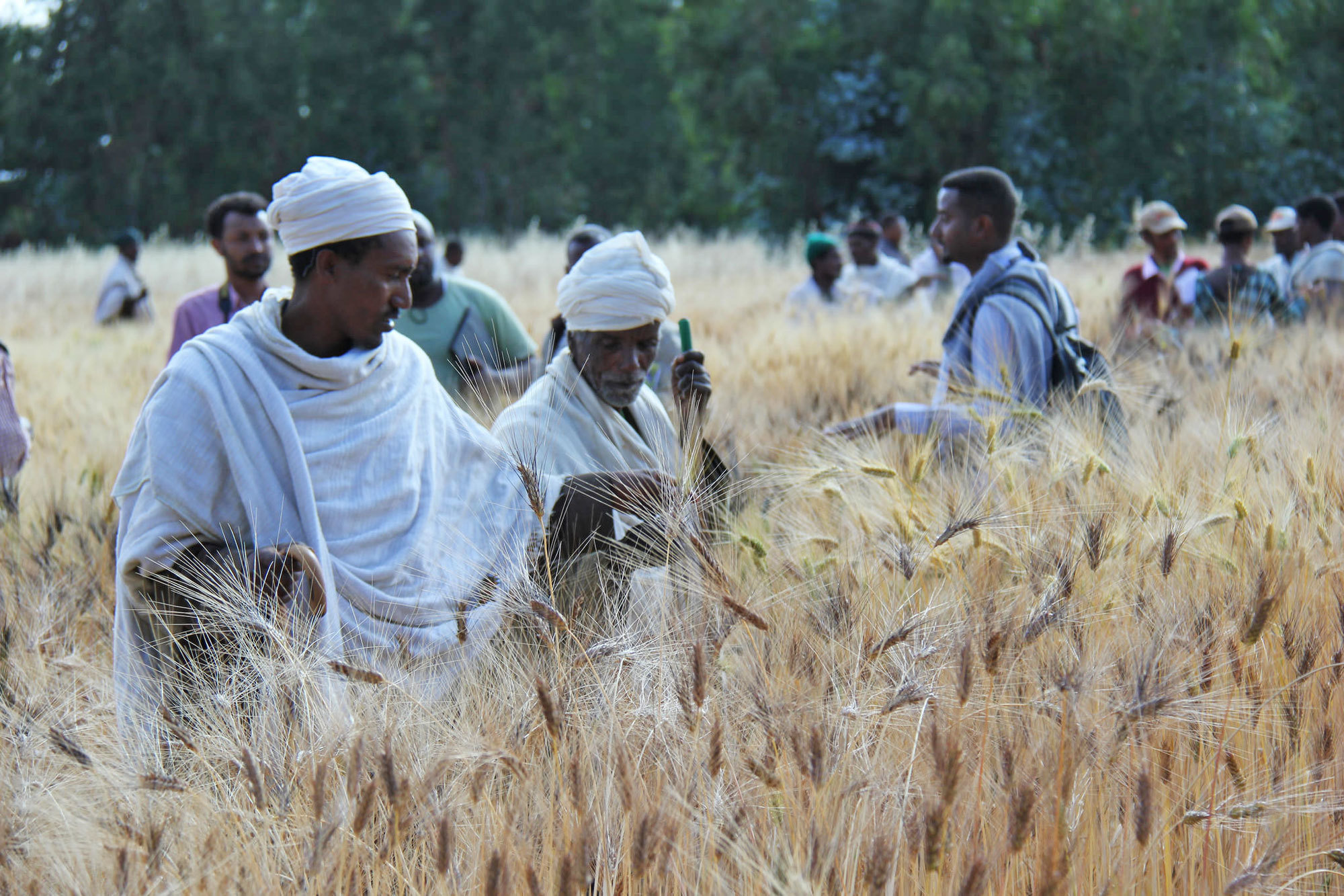 How Crowdsourcing Seeds Can Help Farmers Adapt To Climate Change Yale E360