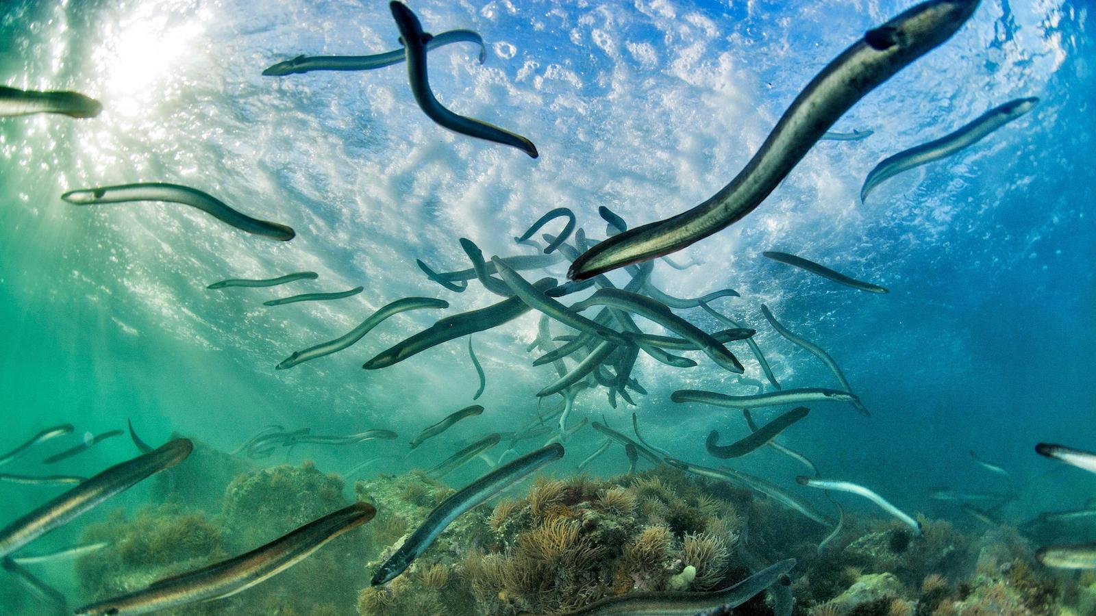 photo of Dire Straits: Can a Fishing Ban Save the Elusive European Eel? image