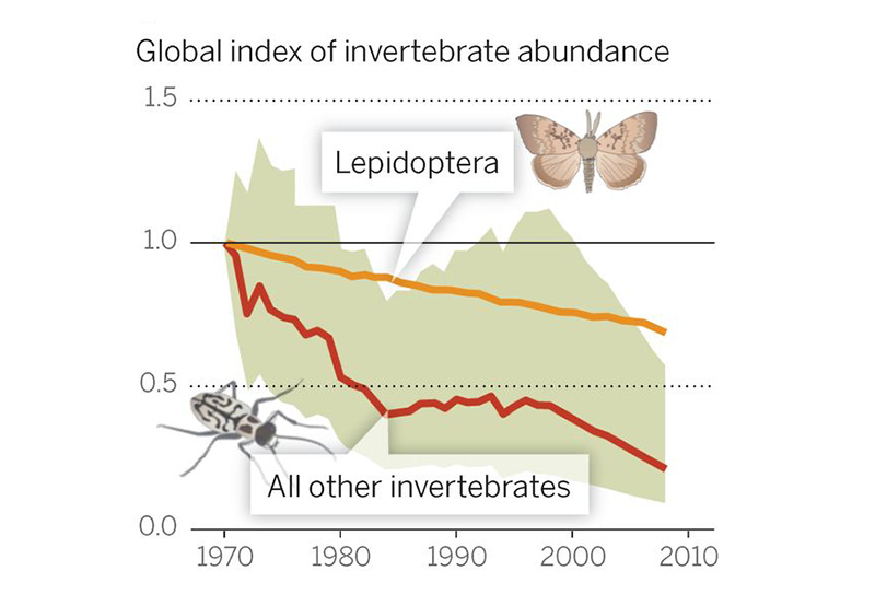 What's Causing the Sharp Decline in Insects, and Why It Matters - Yale E360
