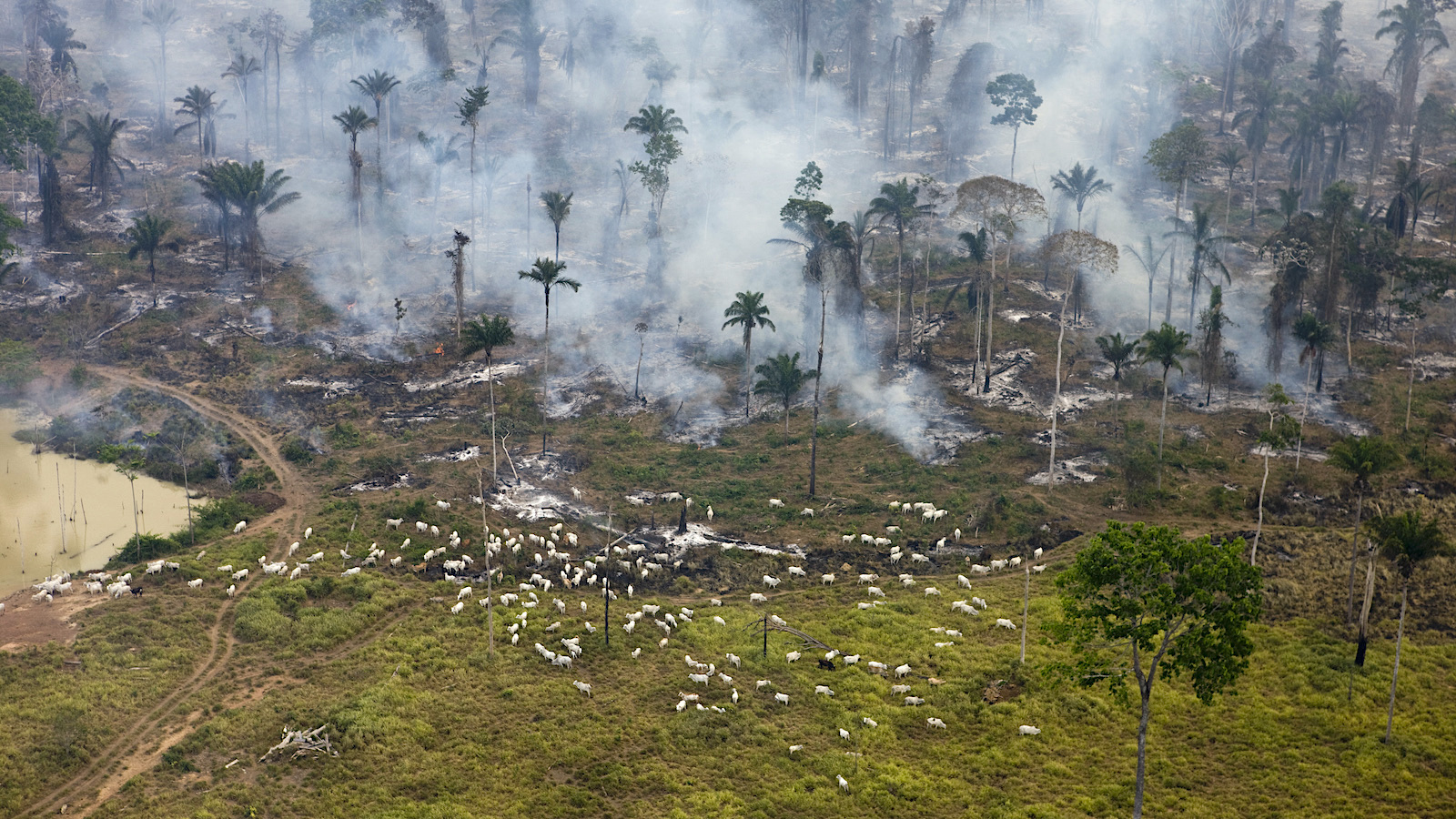 Rainforest Mafias: How Violence and Impunity Fuel Deforestation in Brazil's