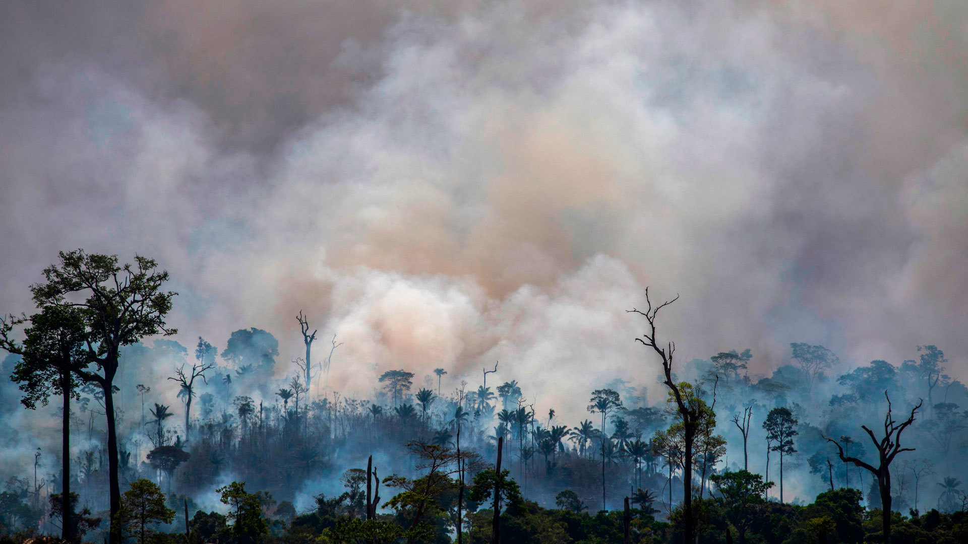 photo of Will Deforestation and Warming Push the Amazon to a Tipping Point? image