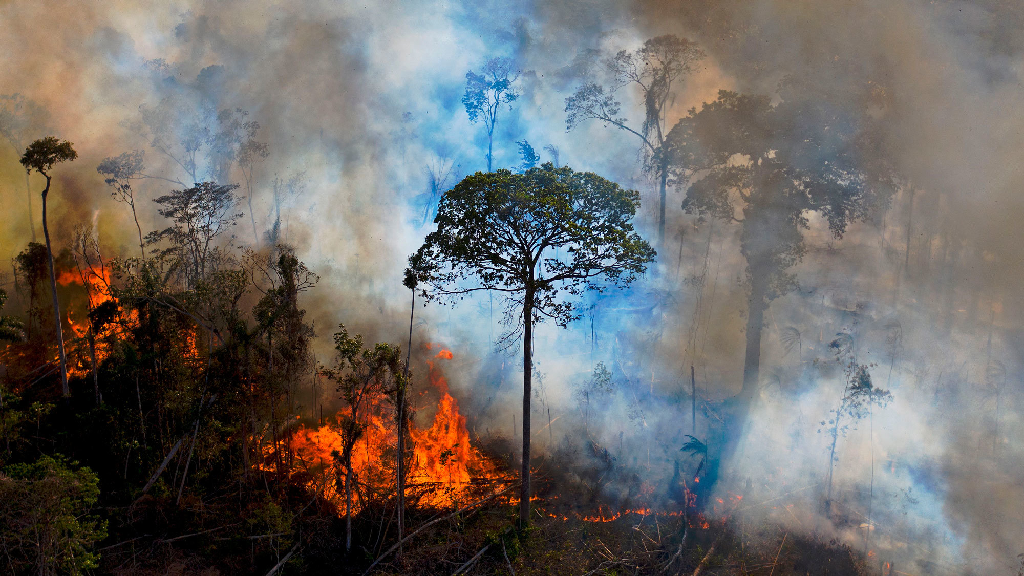 How Pressuring Corporations Can Save the Amazon from Destruction - Yale E360