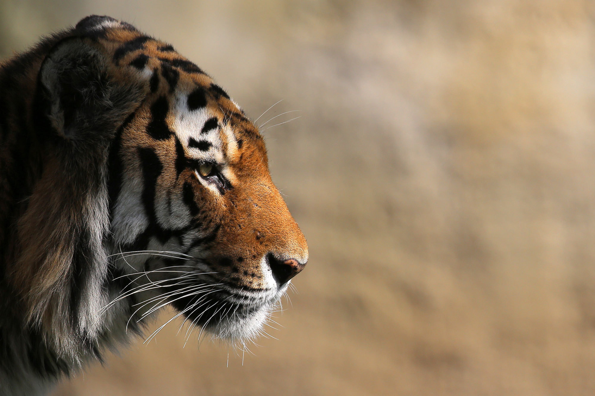 Amur tiger coming in from the cold 