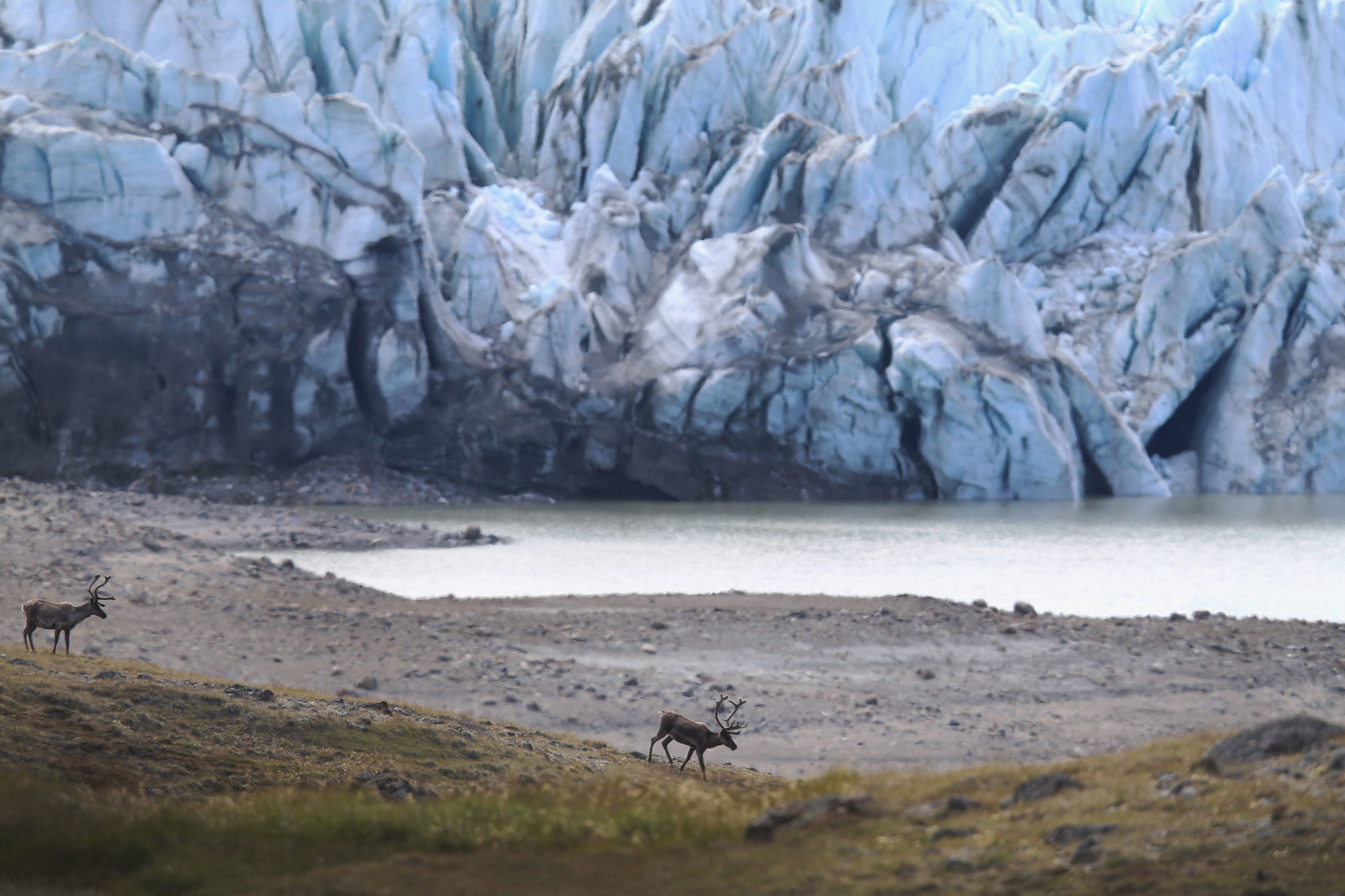 photo of As Greenland Warms, Nature’s Seasonal Clock Is Thrown Off-Kilter image