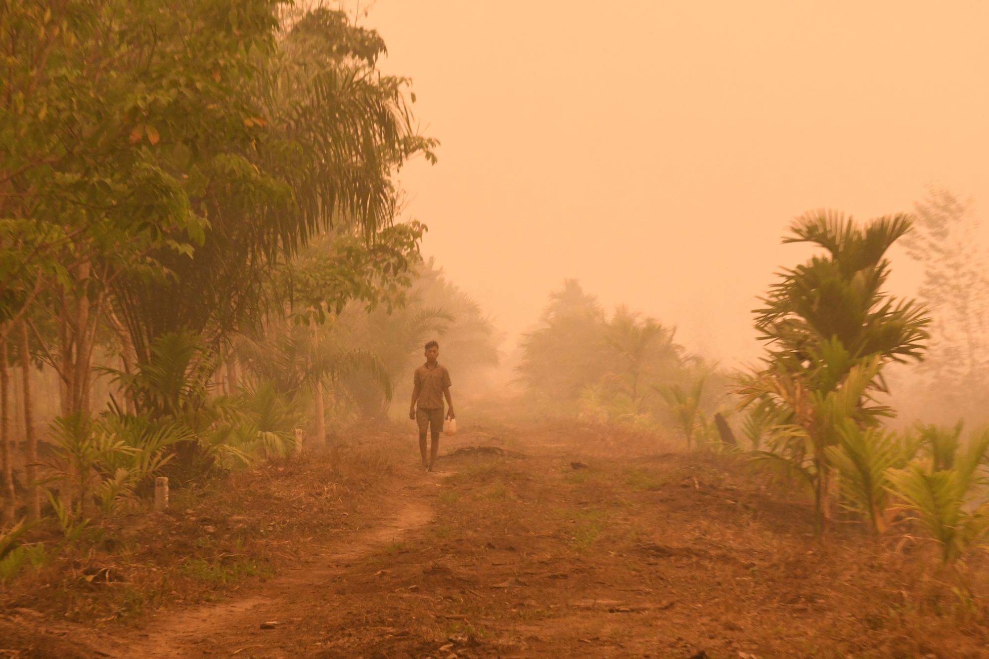 photo of The Time Has Come to Rein In the Global Scourge of Palm Oil image