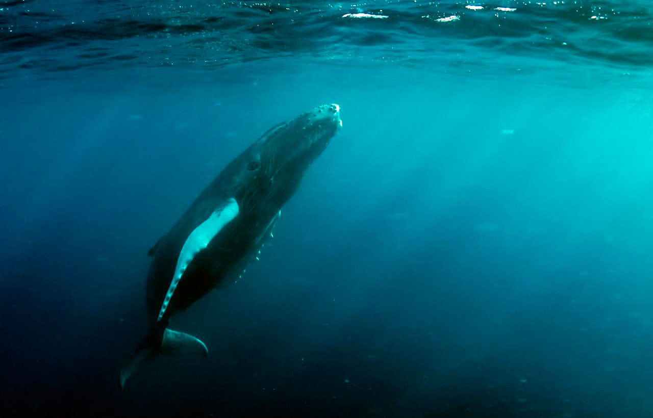 Noise Pollution Impacting Marine Animals Worse Than Previously Thought -  Yale E360