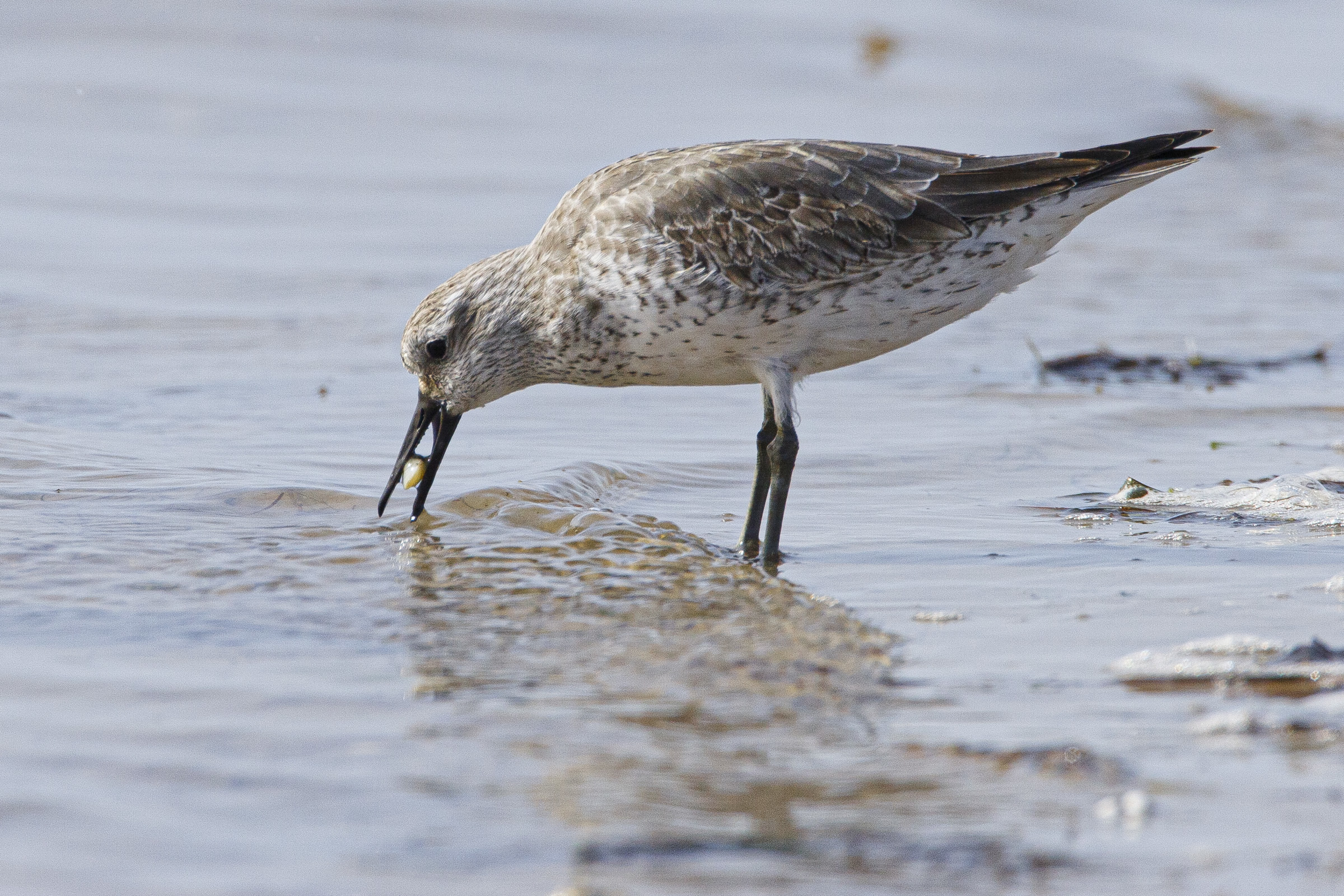 Climate Change Is Pushing These Migratory Birds to the Brink - Yale E360