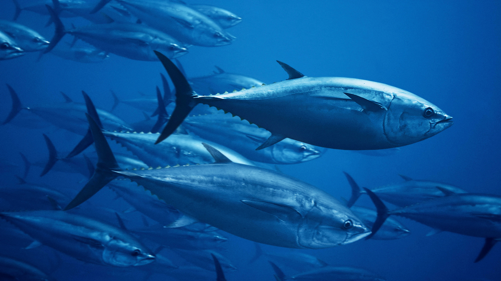 How Global Regulators Are Selling Out the World's Largest Tuna - Yale E360