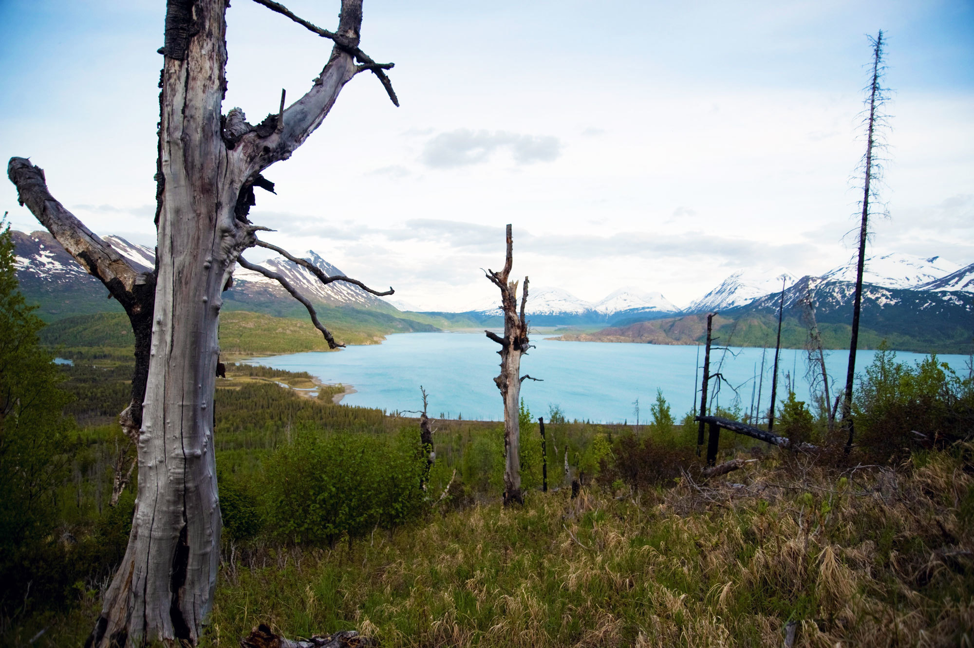 photo of As Warming Alters Alaska, Can a Key Wildlife Refuge Adapt? image