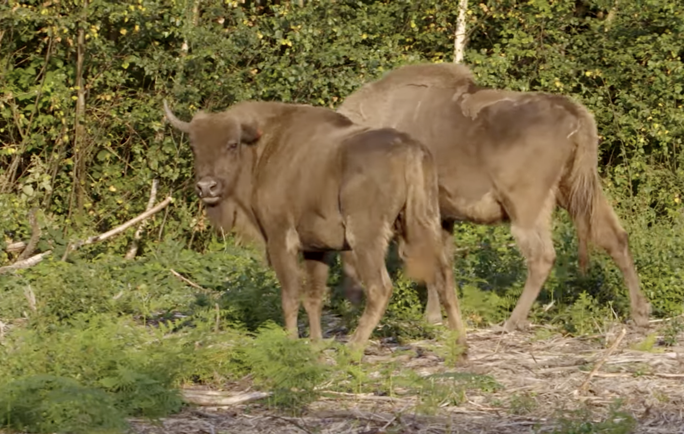 Gone for Thousands of Years, Wild Bison Return to the UK