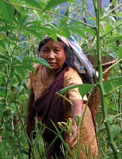 Indian farmer Kong Bibiana in her millet field in the village of Nongtraw.