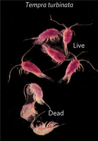 Images showing ratio of zooplankton killed by researchers' seismic testing.