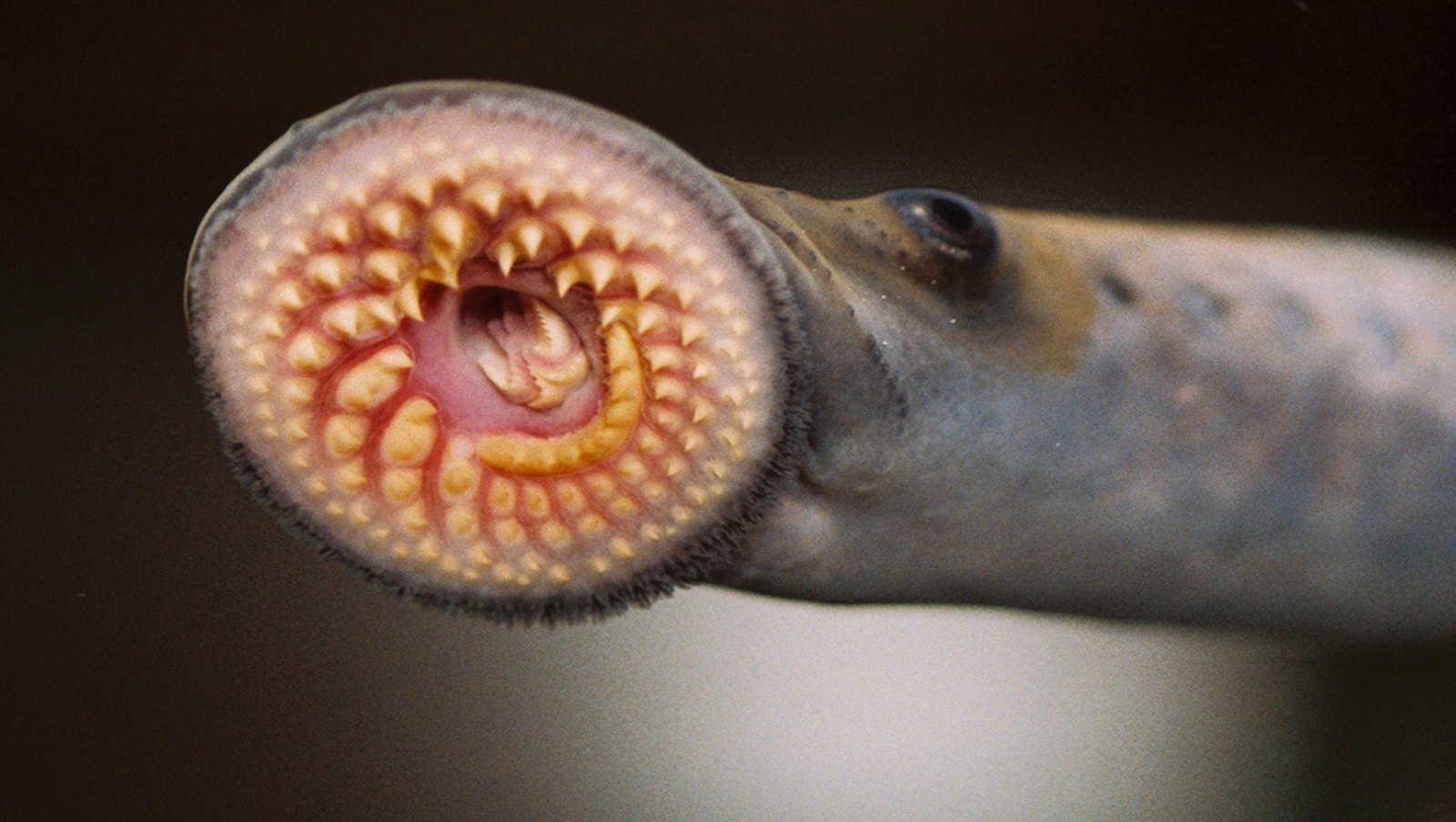 Long Reviled as ‘Ugly,’ Sea Lampreys Finally Get Some Respect