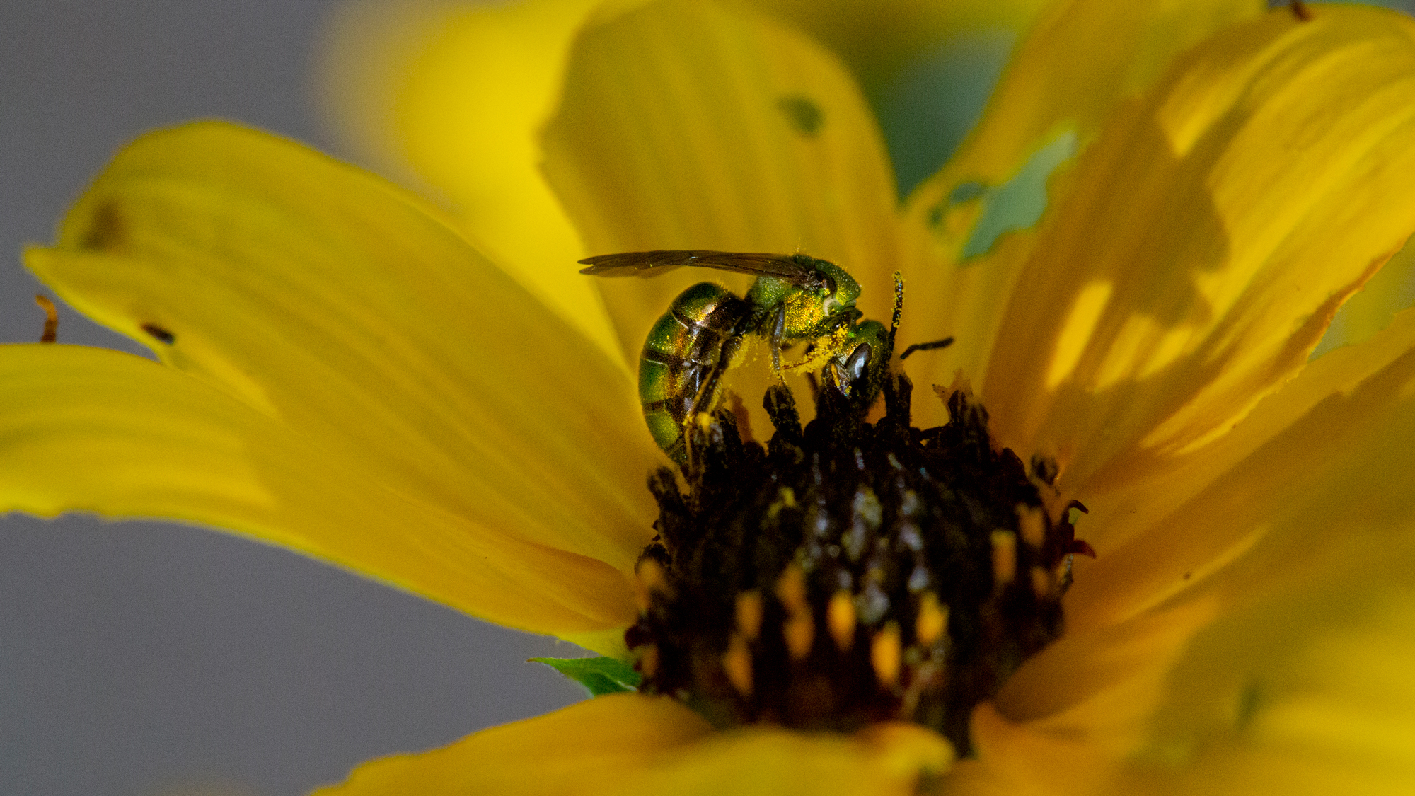 photo of Backyard Battle: Helping Native Bees Thrive in a Honeybee World image