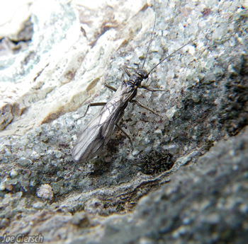 A meltwater stonefly.