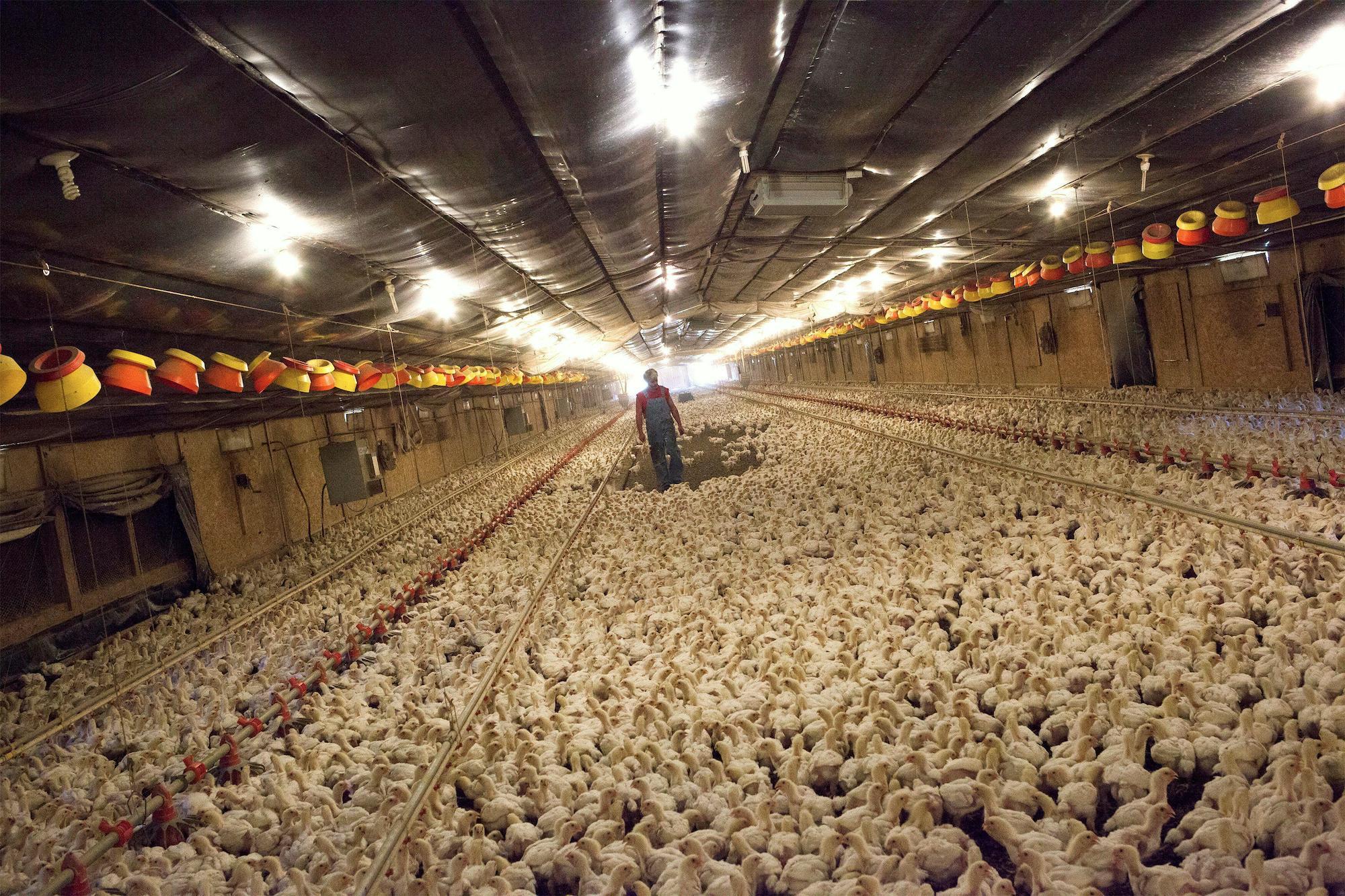 Chicken Frenzy: A State Awash in Hog Farms Faces a Poultry Boom - Yale E360