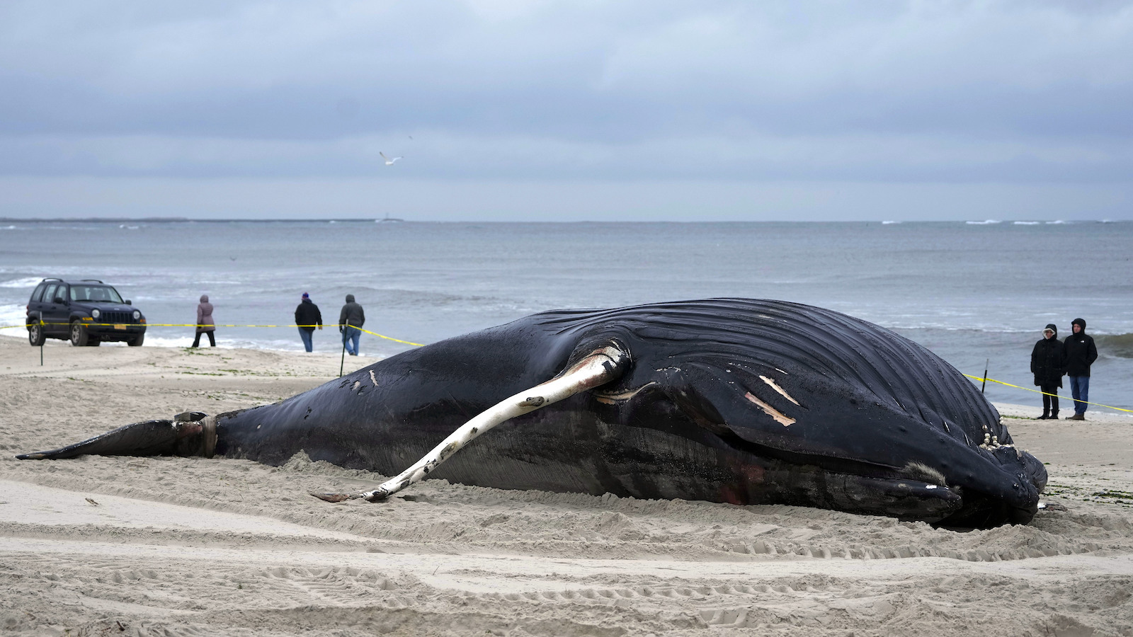 photo of The East Coast Whale Die-Offs: Unraveling the Causes image