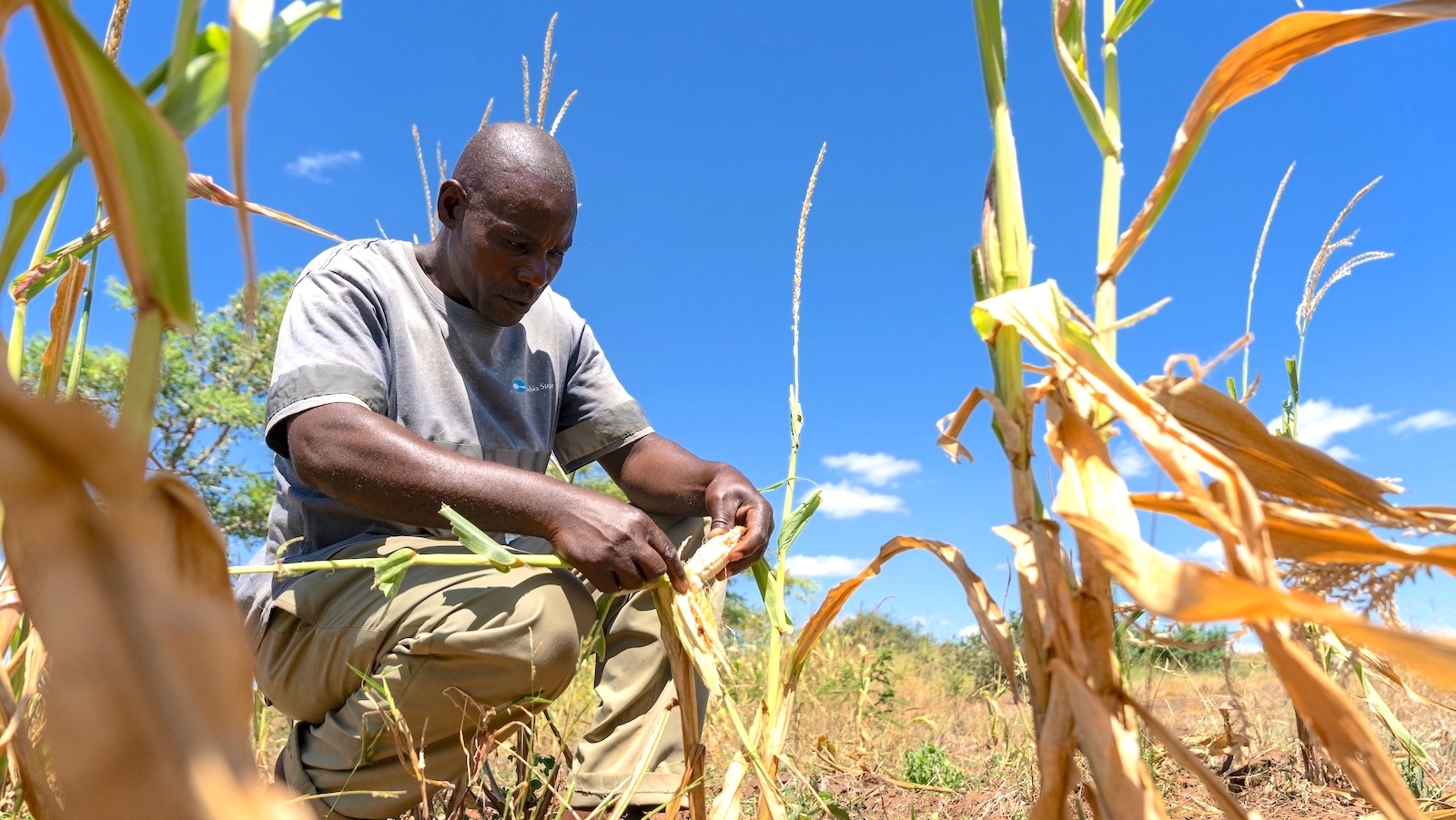 How an El Niño-Driven Drought Brought Hunger to Southern Africa