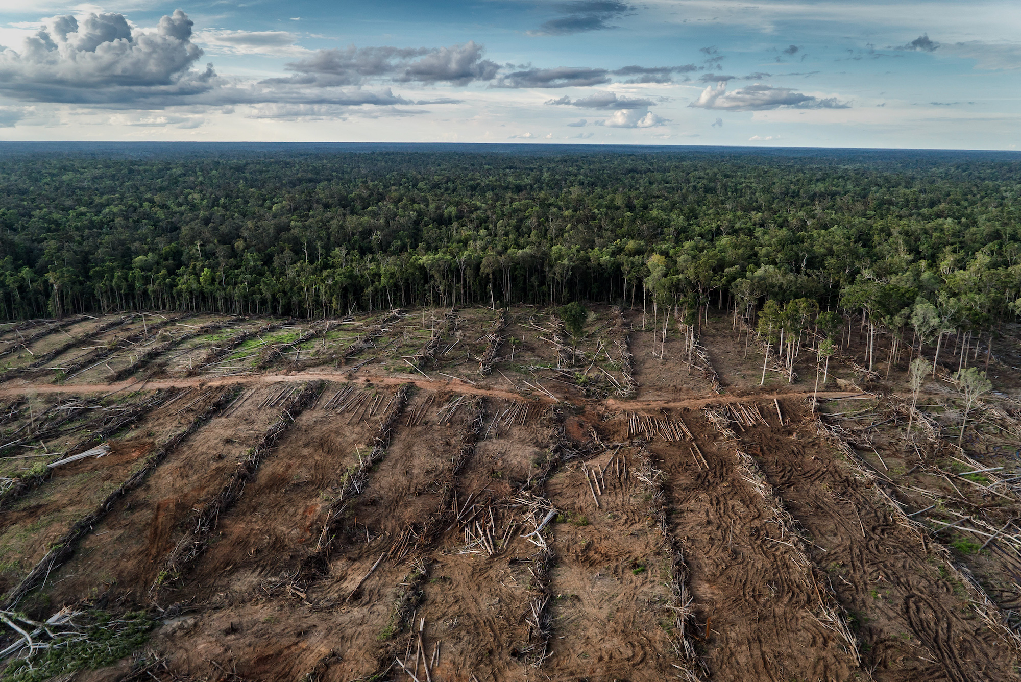 photo of Can Synthetic Palm Oil Help Save the World’s Tropical Forests? image