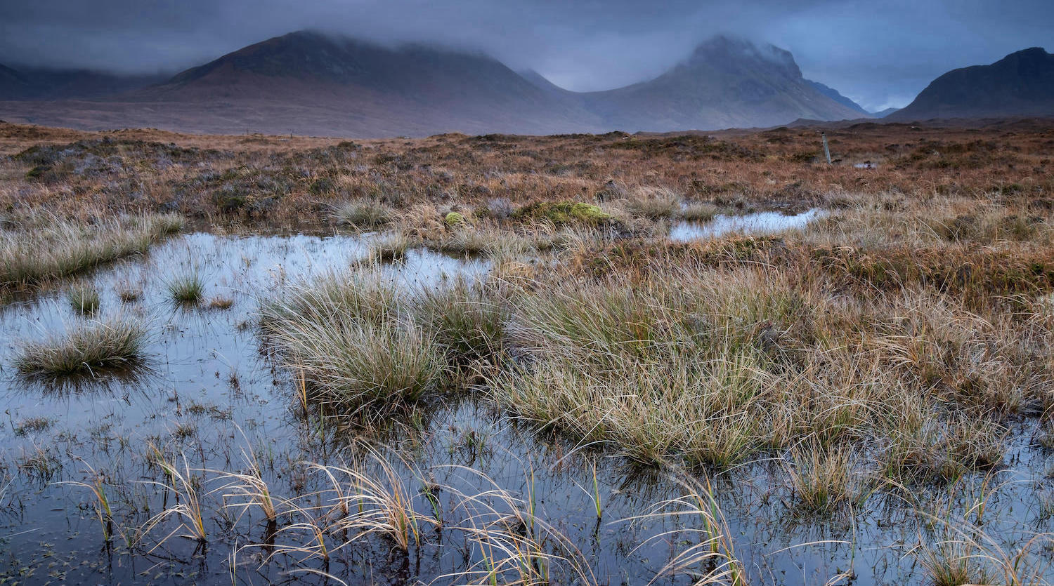 Why Saving World's Peatlands Can Help Stabilize the Climate - Yale E360
