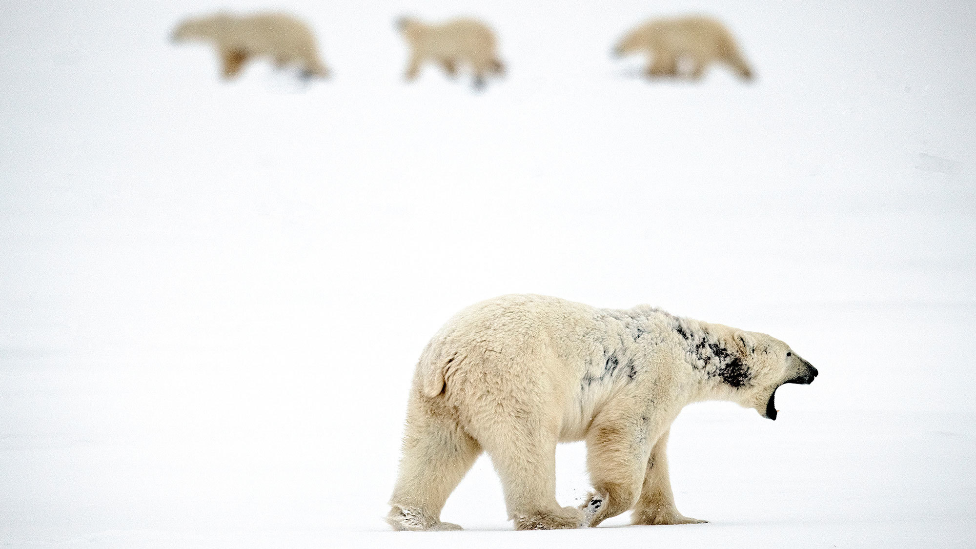 Is Warming Bringing a Wave of New Diseases to Arctic Wildlife? - Yale E360