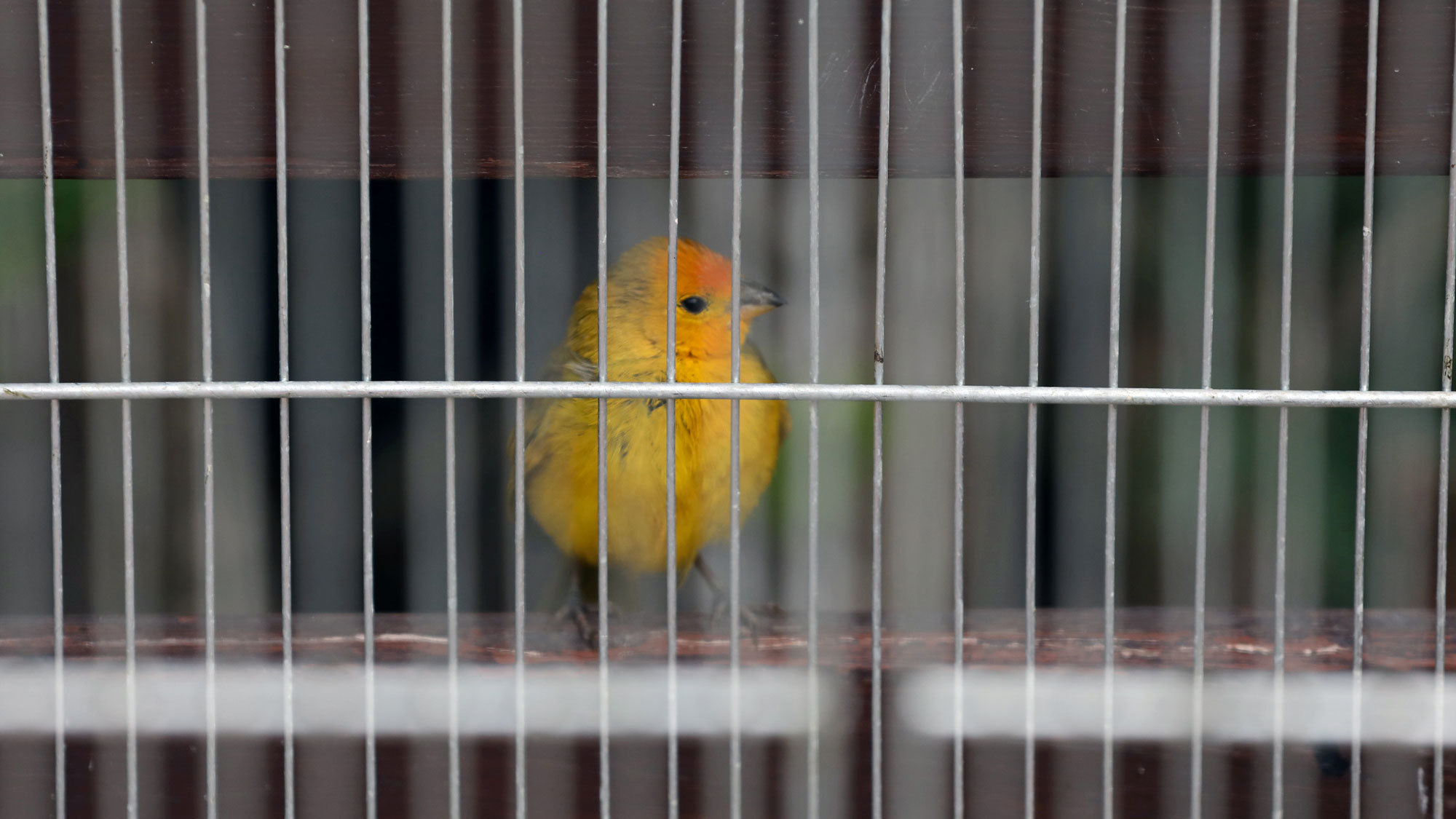 photo of An Illicit Trade in Brazil Is Sending Tiny Songbirds to Their Deaths image