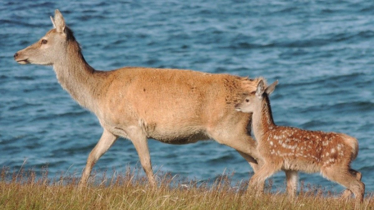 Red Deer in Scotland Have Genetically Evolved in Climate Change - Yale E360