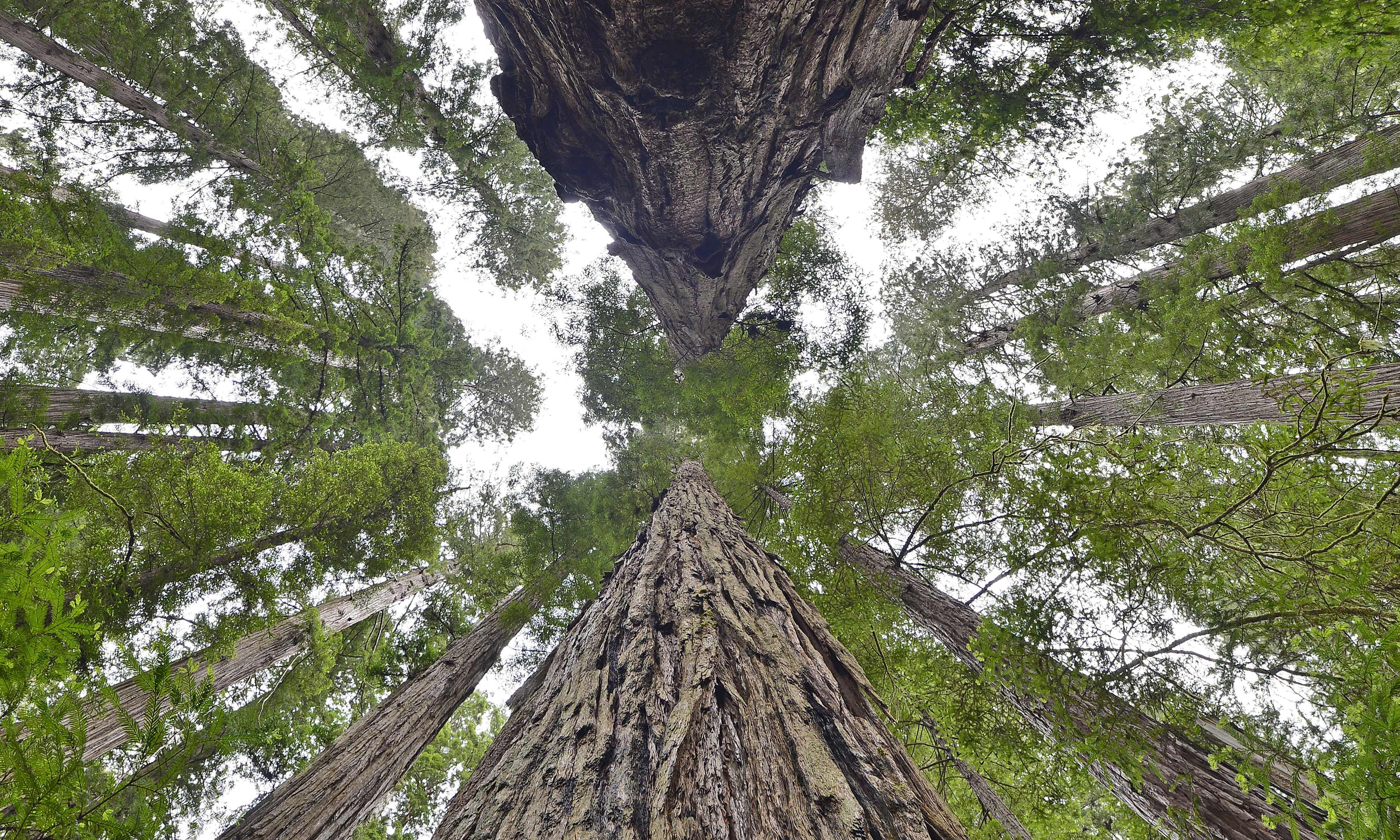 Thinking Long-Term: Why We Should Bring Back Redwood Forests