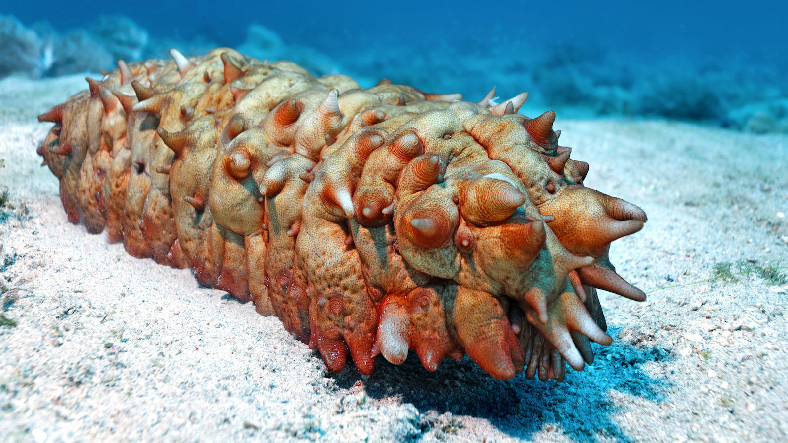 Are Sea Cucumbers a Cleanup Solution to Fish Farm Pollution