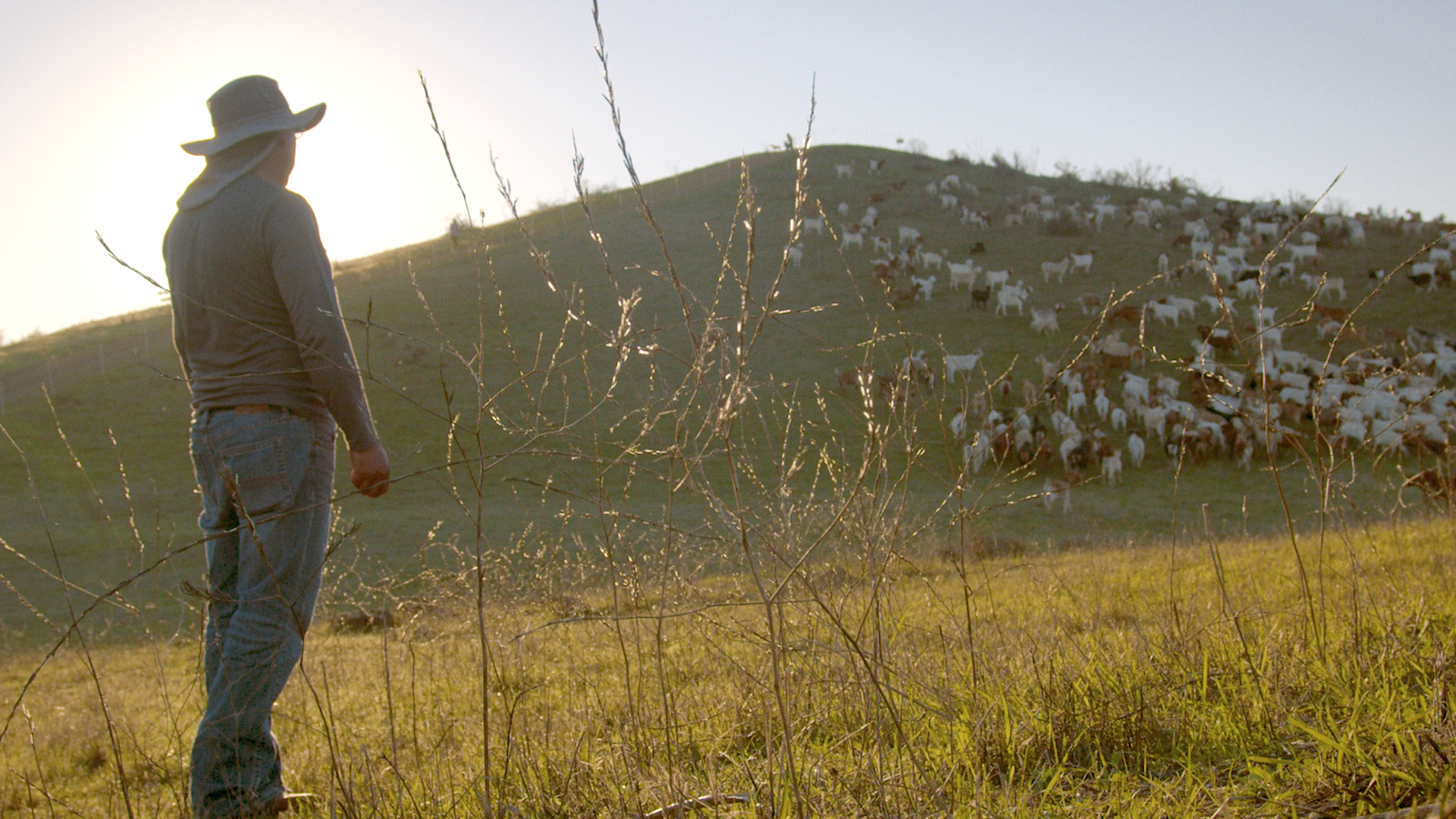 In California, a Solitary Herder Cares for His Goats and the Hills