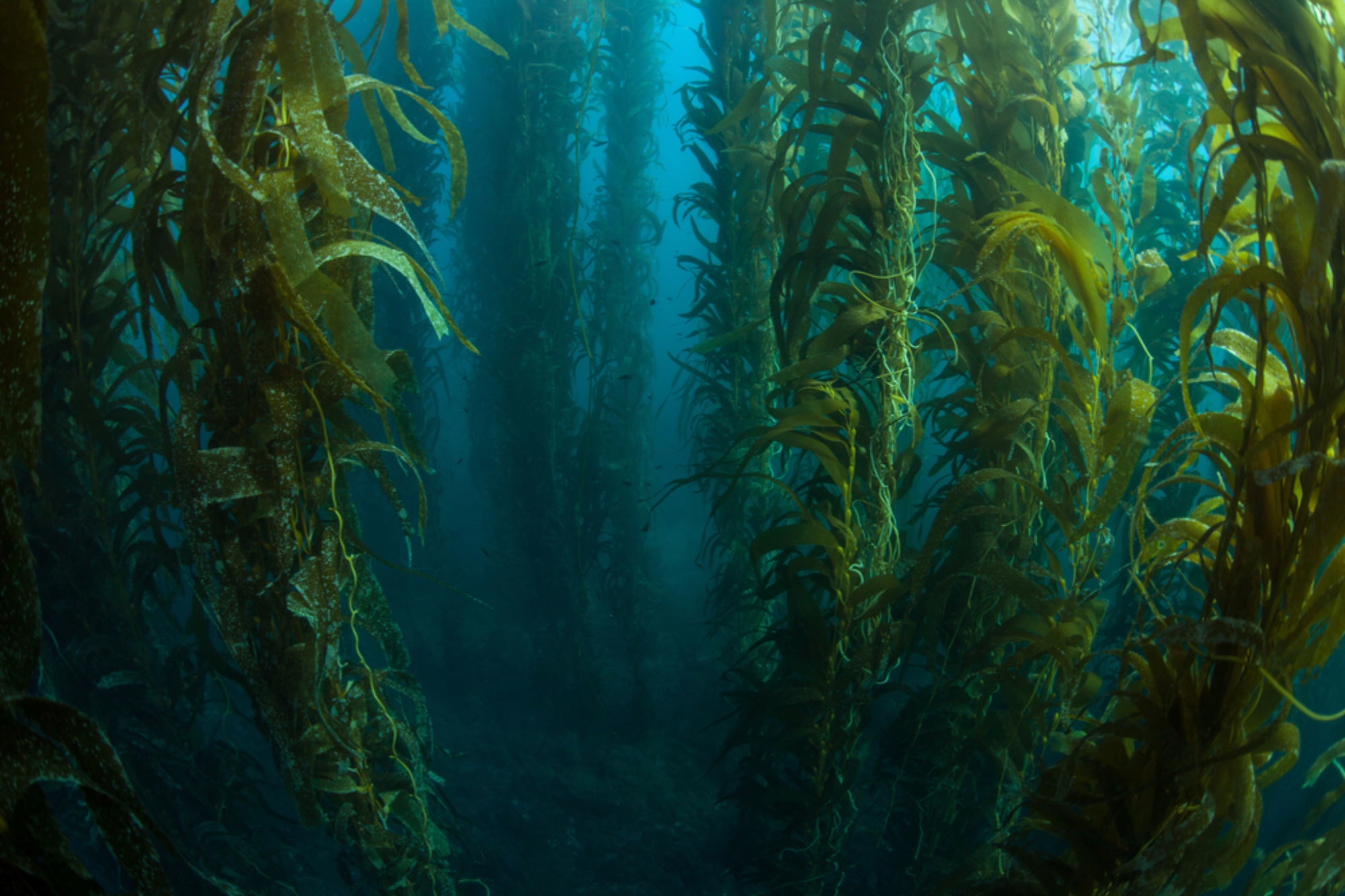 As Oceans Warm, the World's Kelp Forests Begin to Disappear - Yale E360