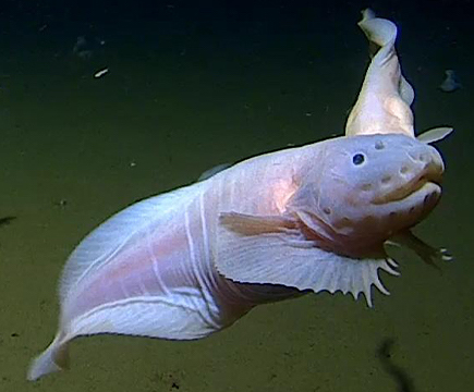 Never-before-seen fish found more than 3 miles under the sea