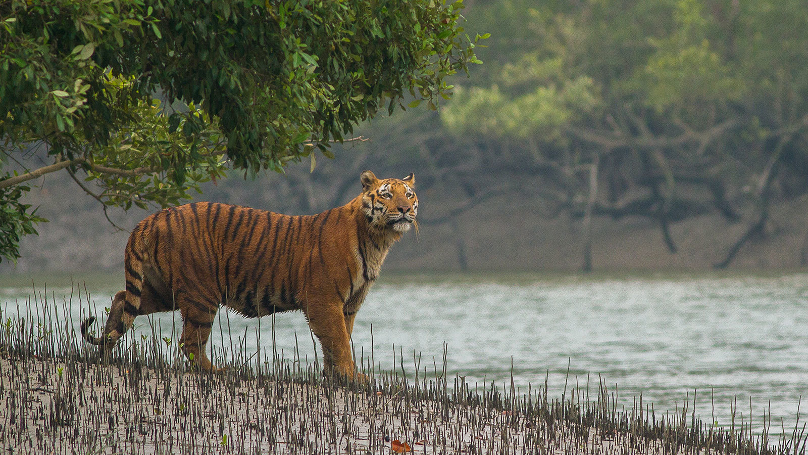 Big Cat Comeback: How India Is Restoring Its Tiger Population - Yale E360
