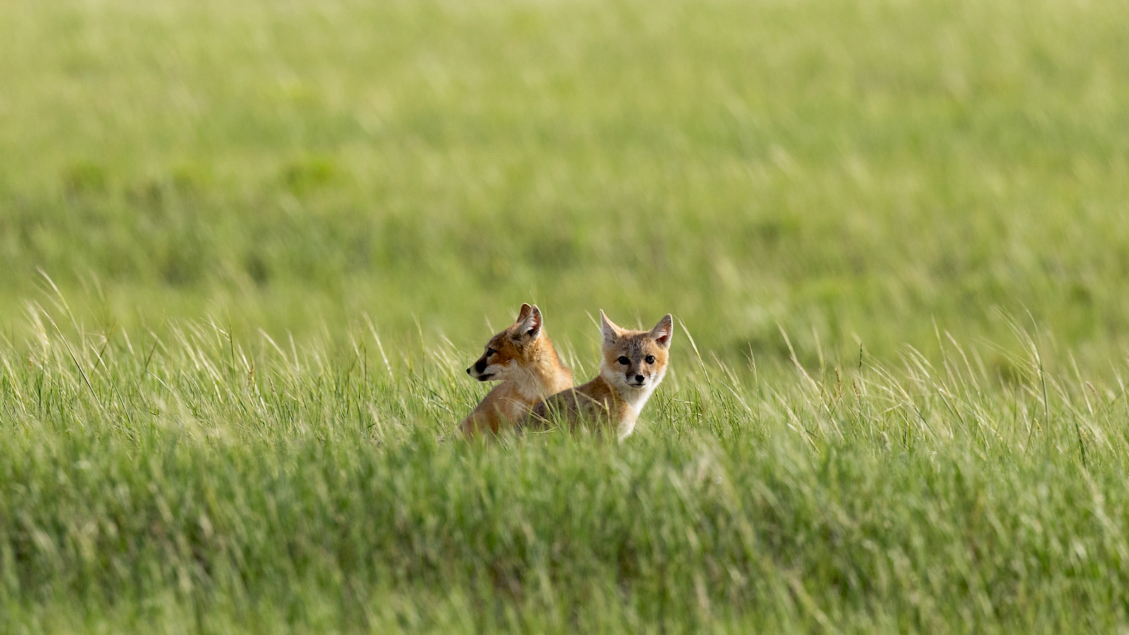 In Montana’s Northern Plains, Swift Foxes Are Back from the Brink ...